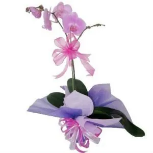 Orquideas fiusha