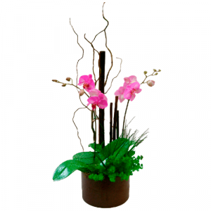 Orquídea Phalaenopsis Fucsia