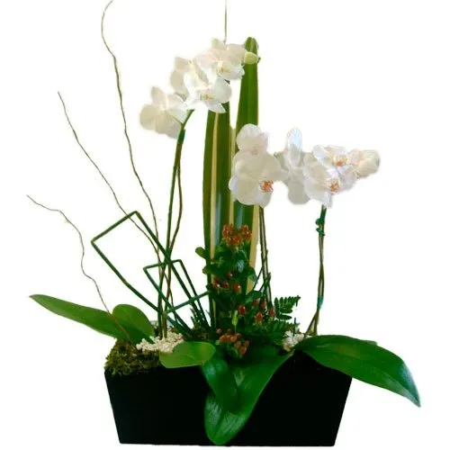 Orquideas Elegantes
