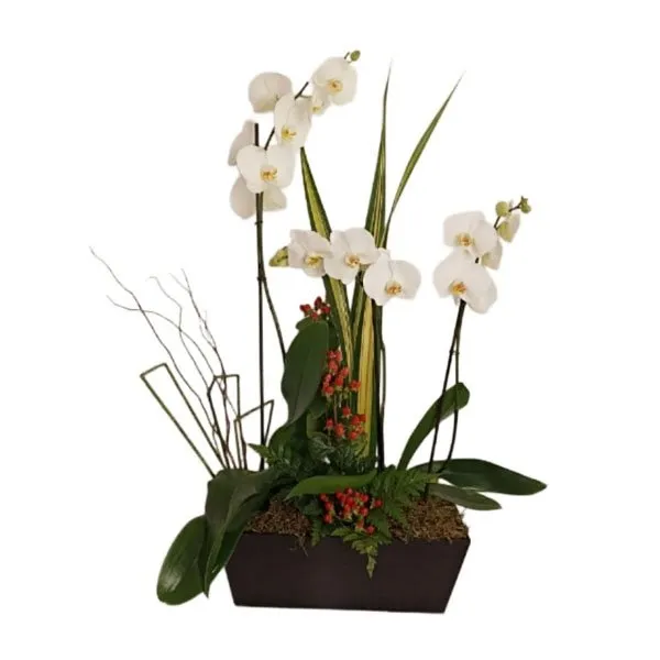 Danza de orquídeas