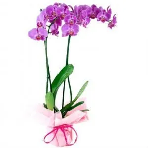arreglos florales con orquideas