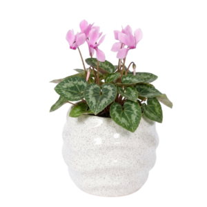 Planta Cyclamen Rosa en Maceta de Cerámica