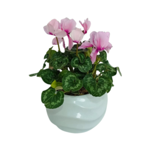 Planta Cyclamen Rosa en Maceta de Cerámica