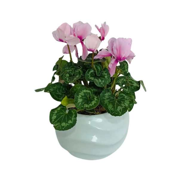 Planta Cyclamen Rosa en Maceta de Cerámica
