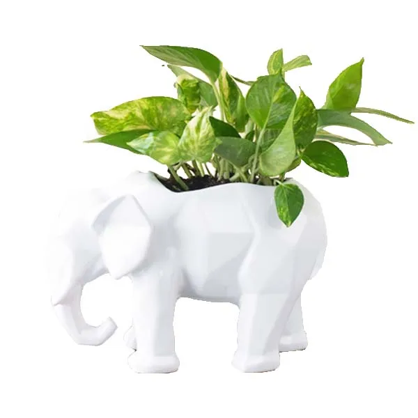 Planta teléfono