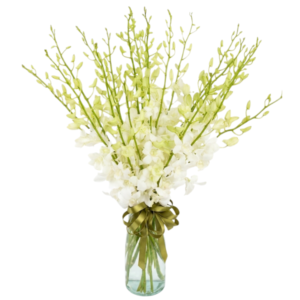 Arreglo de Orquídeas Dendrobium Blancas