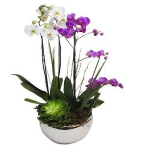 Orquideas en base cristalizada