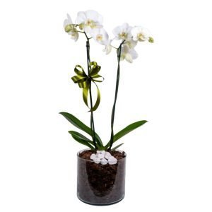 Orquídea Poesía de Amor