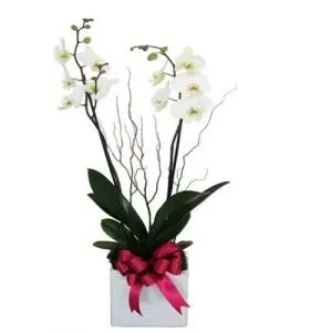 Orquídea de Doble Vara en Cerámica Blanca