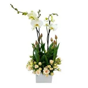 orquideas a domicilio