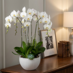 Orquídeas Phalaenopsis colgantes