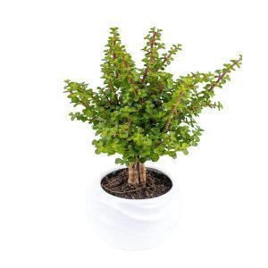 Árbol de la abundancia en maceta