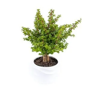 Árbol de la abundancia en maceta