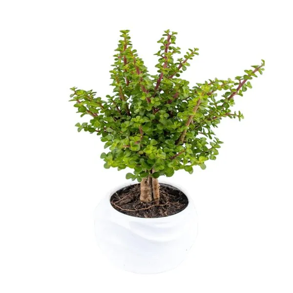 Árbol de la abundancia en maceta