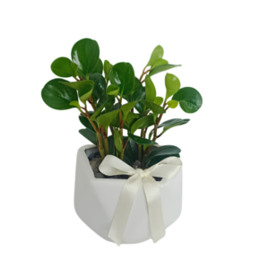 Peperomia en maceta
