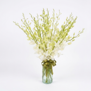 Arreglo de Orquídeas Dendrobium Blancas
