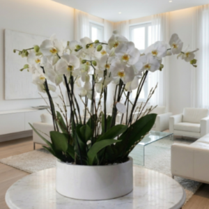 Jardin de orquideas