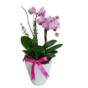 Mini orquídea en base blanca