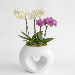 Corazón de Orquídeas