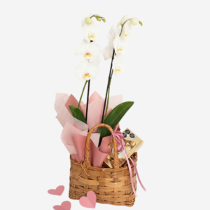 Orquídea Phalaenopsis en Canasta