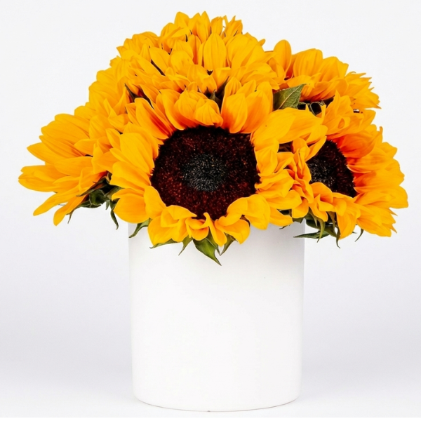 Girasoles en Base Blanca